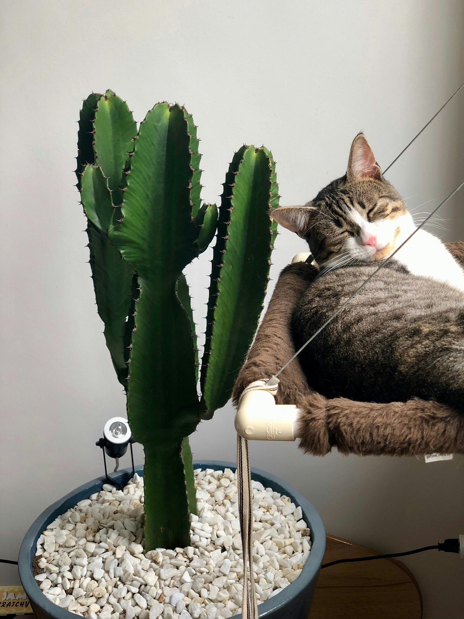 Cat Essentials