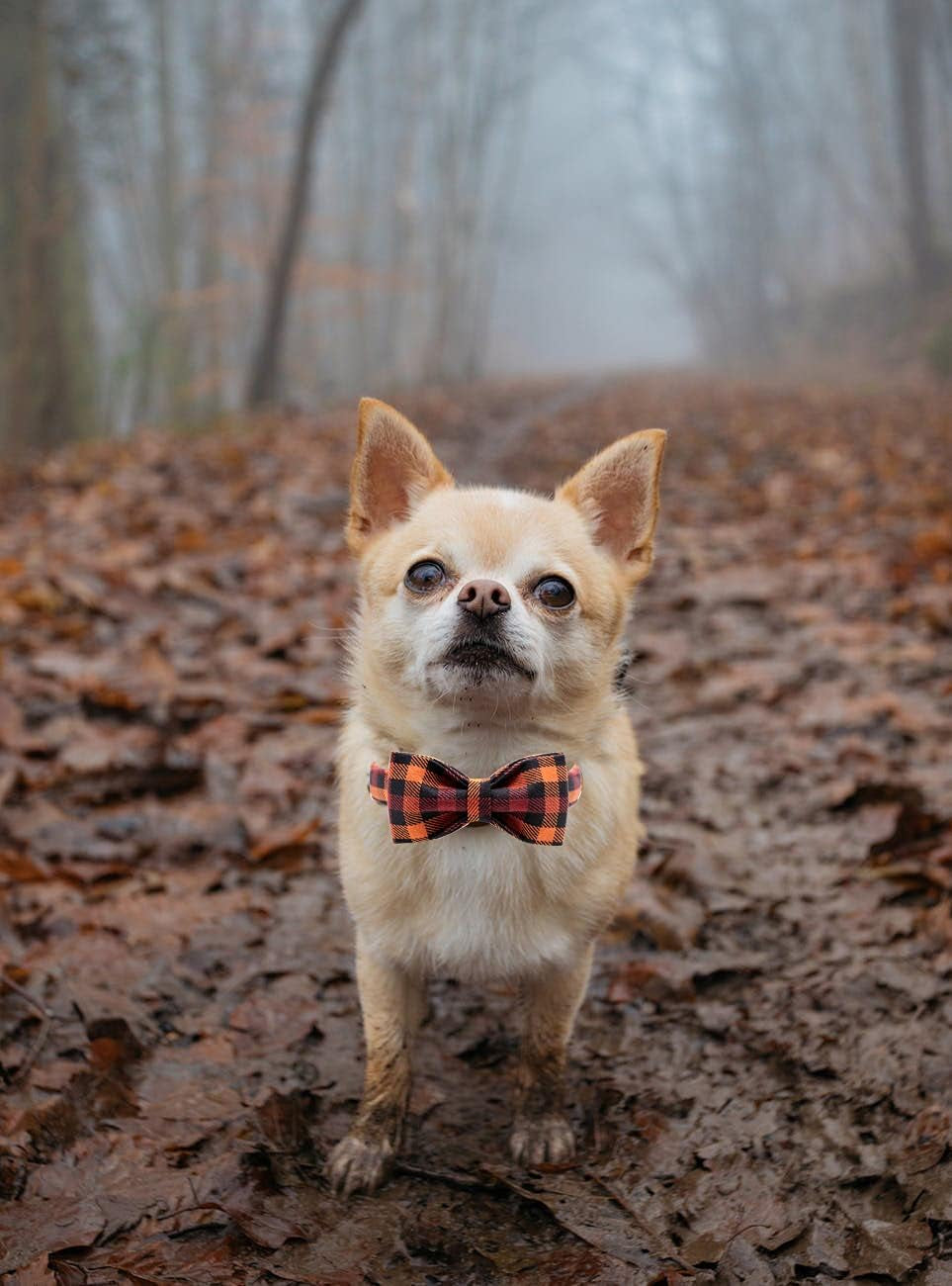 Elegant Little Tail Dog Collar with Bow, Bowtie Dog Collar, Adjustable Fall Dog Collars for Small Medium Large Dogs and Cats
